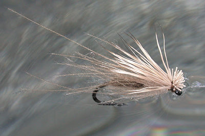 caddis-with-cdc.jpg