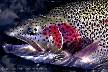 rainbow-trout1.jpg