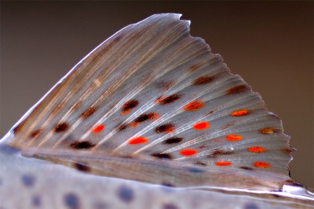 Brown Trout (Dorsalicious Romania)