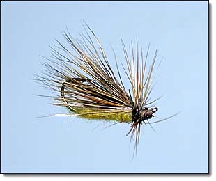 Dancing Caddis