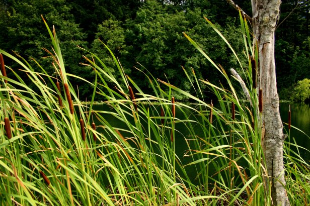 Privacy Fence for Bass~by Bumpatter