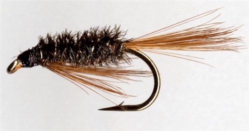 Diawl BAch (Little Devil)