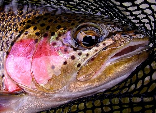 Rainbow Trout Blushing