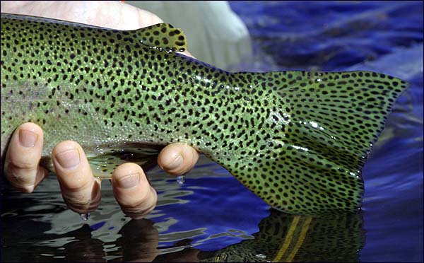 Nice Tail~Jack Mitchell's 'Spotted Tail'