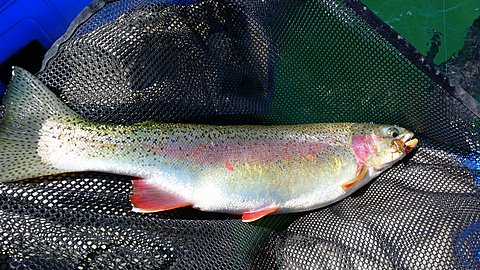 Big Tail-Big Future~Larry Tamiyasu