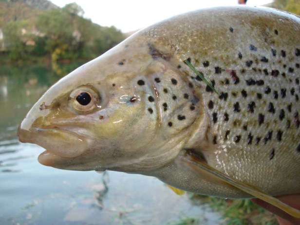 Steroidal Brown Trout