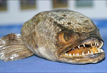 PETA Trained Snakehead Fish Kills Humans