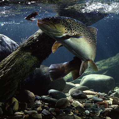 Underwater Brown Trout~Fishing Fury