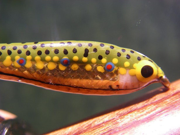 Minnow Pattern