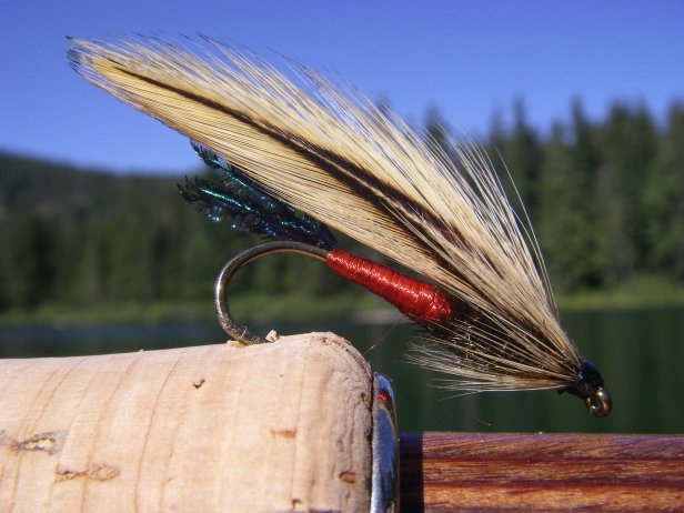 Spruce Fly~T.Muncy (Tier/Photo)