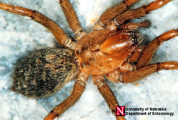 hobospider2 Hobo Spider~NW Menace