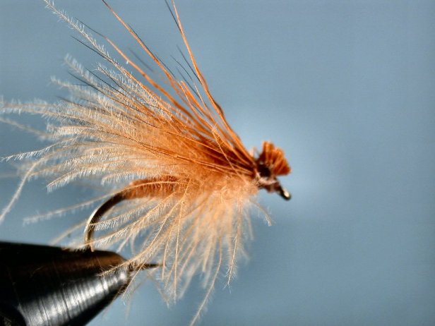 october-caddis October Caddis (EHC w/ CDC)