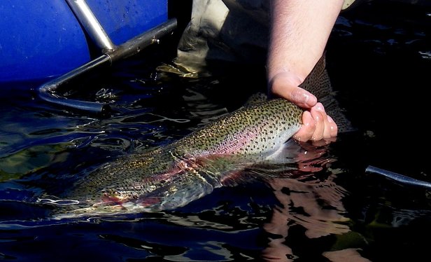 Rainbow Trout~T. Muncy by E. Muncy