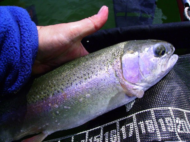 Rainbow Beauty~Marc Williamson