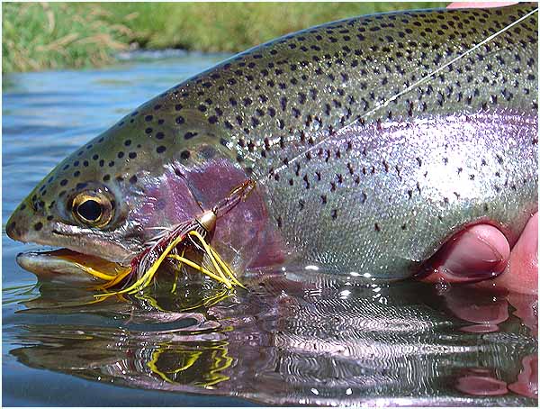 big-bow-ff-trout