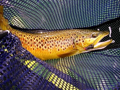 Brown Trout W/ Leech~Lynn Dingler