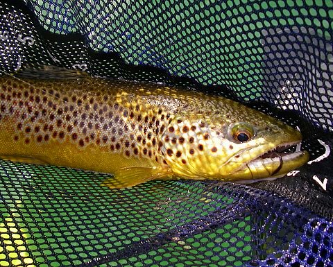 Brown Trout~Lynn Dingler