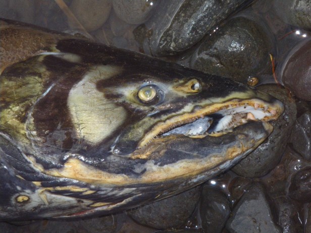 Battered, Finished, Noble