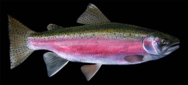 john-bavaro-steelhead-pink Steelhead by John Bavaro