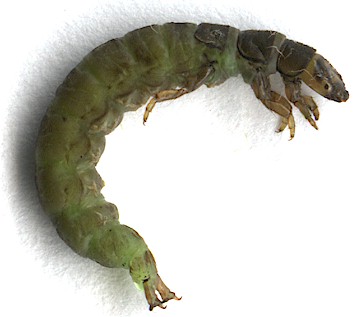 Rhyacophila Larva
