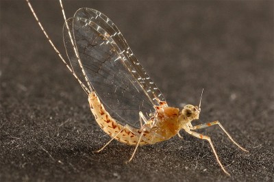 mayfly