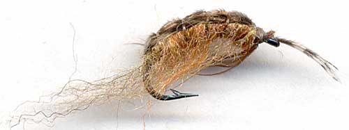 Molting Scud~V. Markov