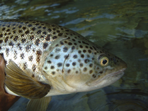 Brown Trout~Boris Cech 