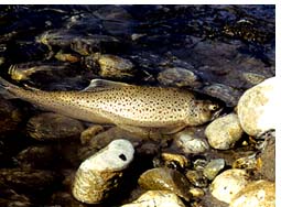 Bhutan Brown Trout