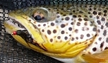 Brown Trout~Larry Tamiyasu