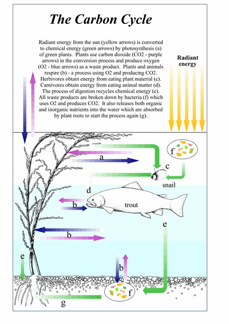 Carbon Life Cycle