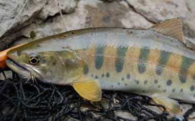 S. Korea's Cherry Trout