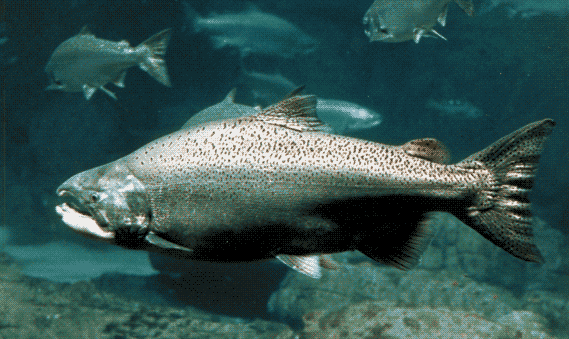 chinook_salmon chinook_salmon