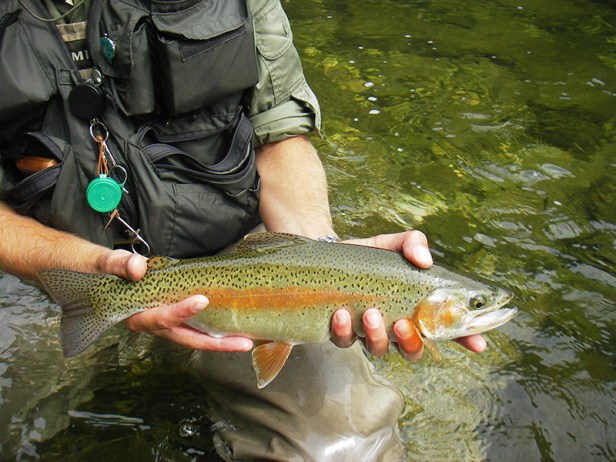 Slovenia's Rainbow Trout