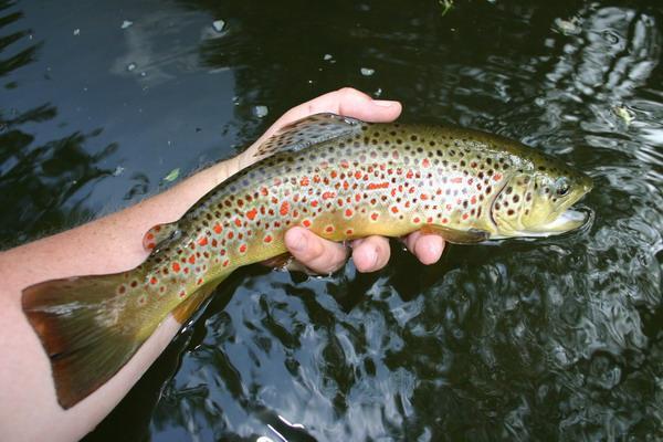 German Brown from Mohne R.~Marcel Karssies