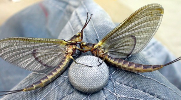 Hexed Up~Todd Fuller