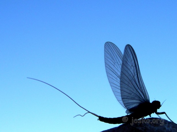 joskoorg-2 Josko of Slovenia