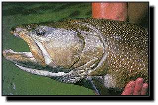 marbled-trout1 Marbled Trout of Slovenia