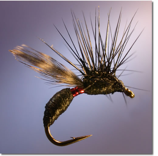 Powell's Ant w/ Loop Wing