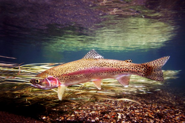 Yellowstone Rainbow Trout~FishEyeGuy Photography