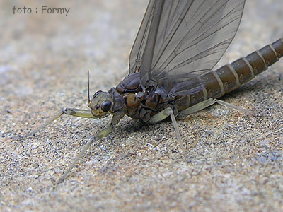 slovenia-may Mayfly