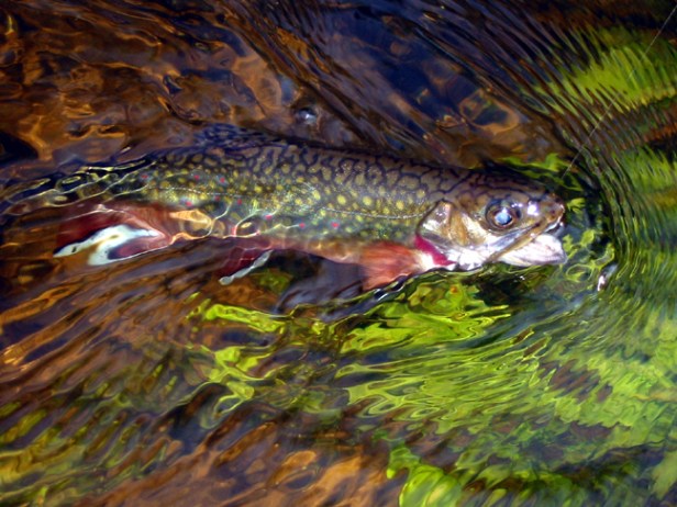 Brook Trout~Todd Fuller