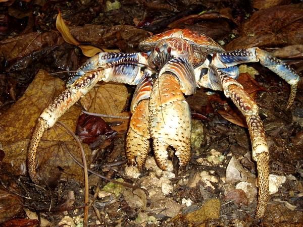 Coconut Crab