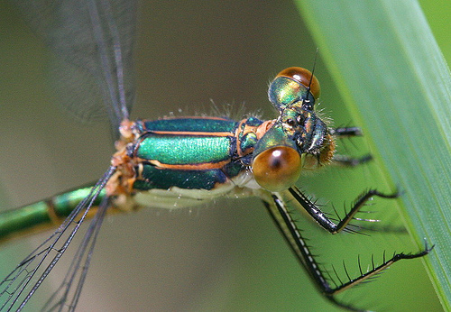 Damsel Adult by Seabrooke