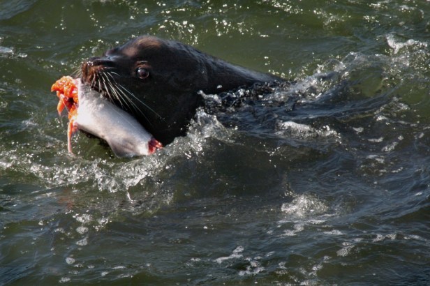 CT.10Liions.1.4666.rj.4-9-04