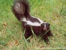 skunk