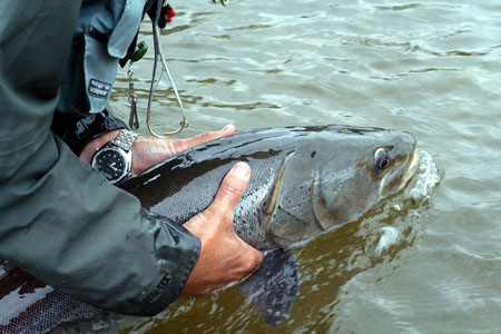 Taimen, Much Like Steelhead or Sea Trout 