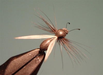 WS Ameise~Werner Steinsdorfer