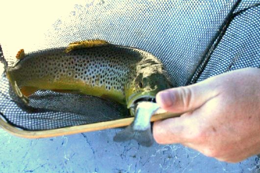 Mr. Brown Meets Little Bow 