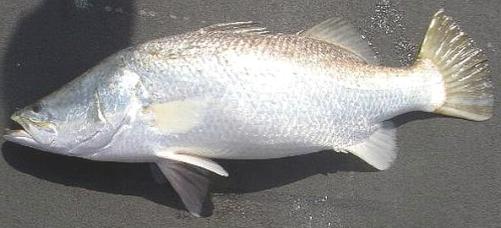 Barramundi