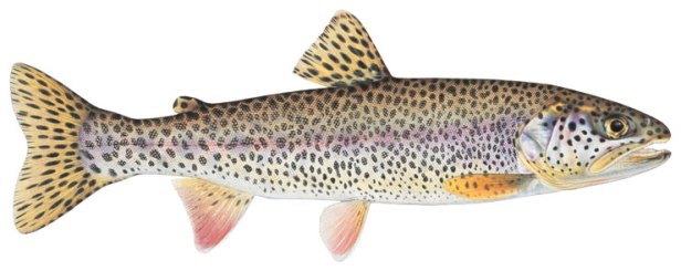 Coastal Cutthroat Trout